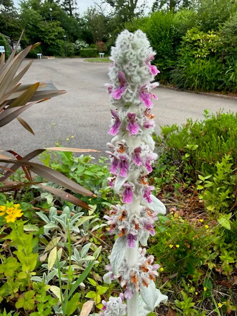 woolly grey spike with small pink/purple flowers