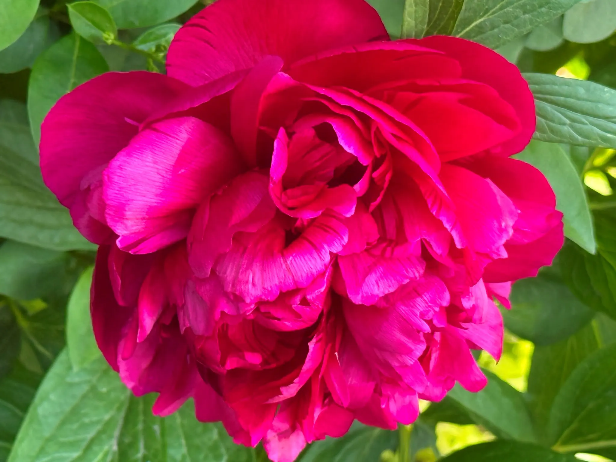 large colourful pink flower