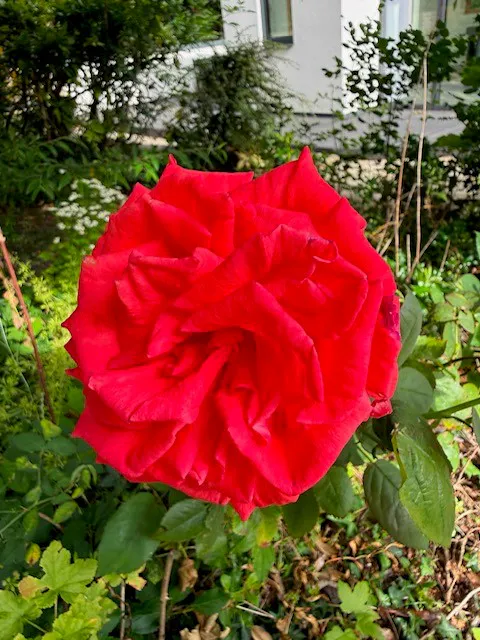 classic red hybrid tea rose