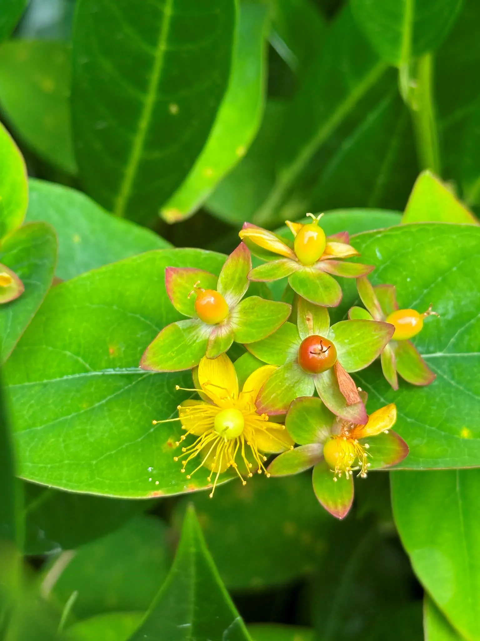 yellow star shaped flowers with berries