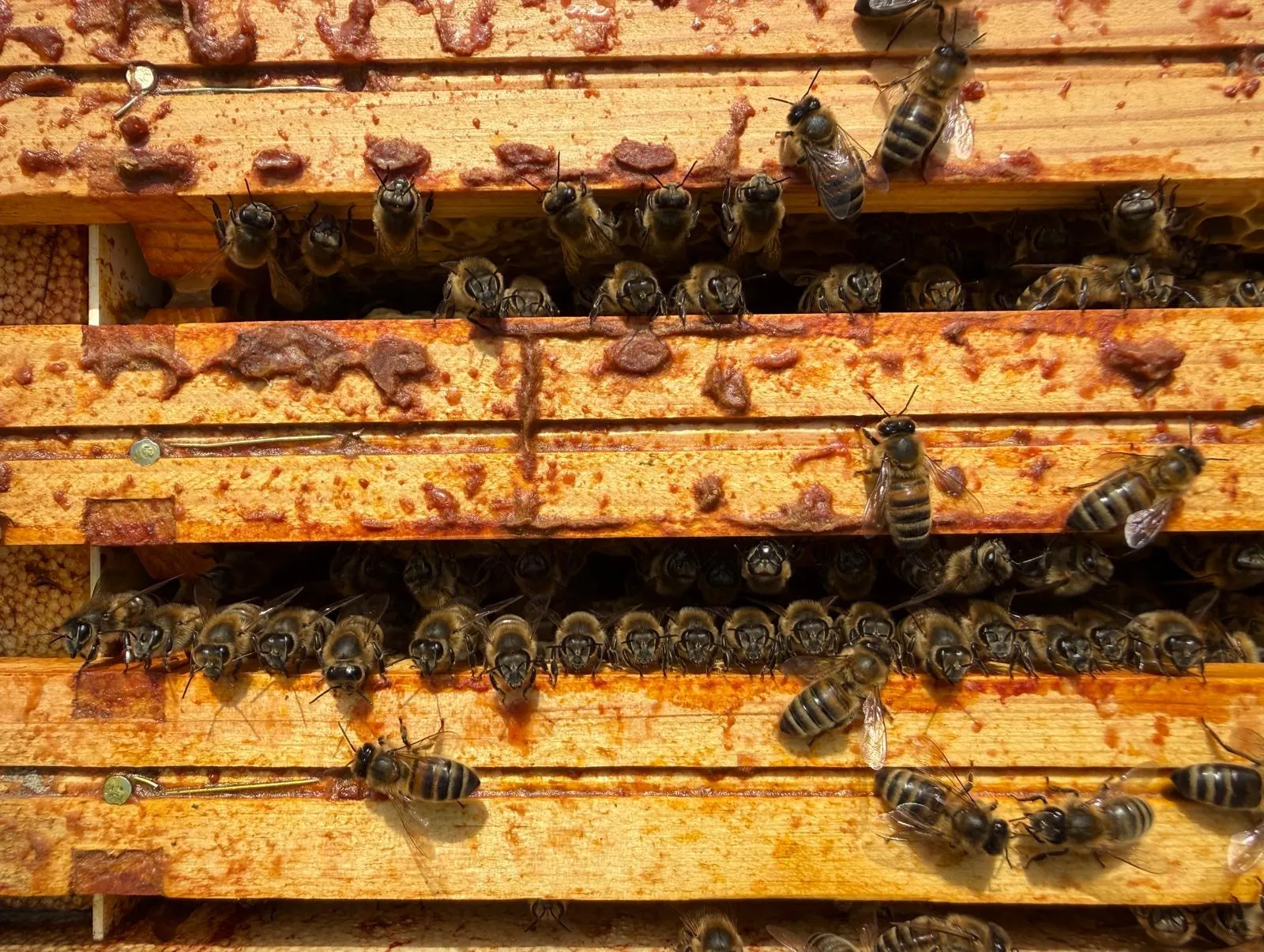 Honeybees in their hive