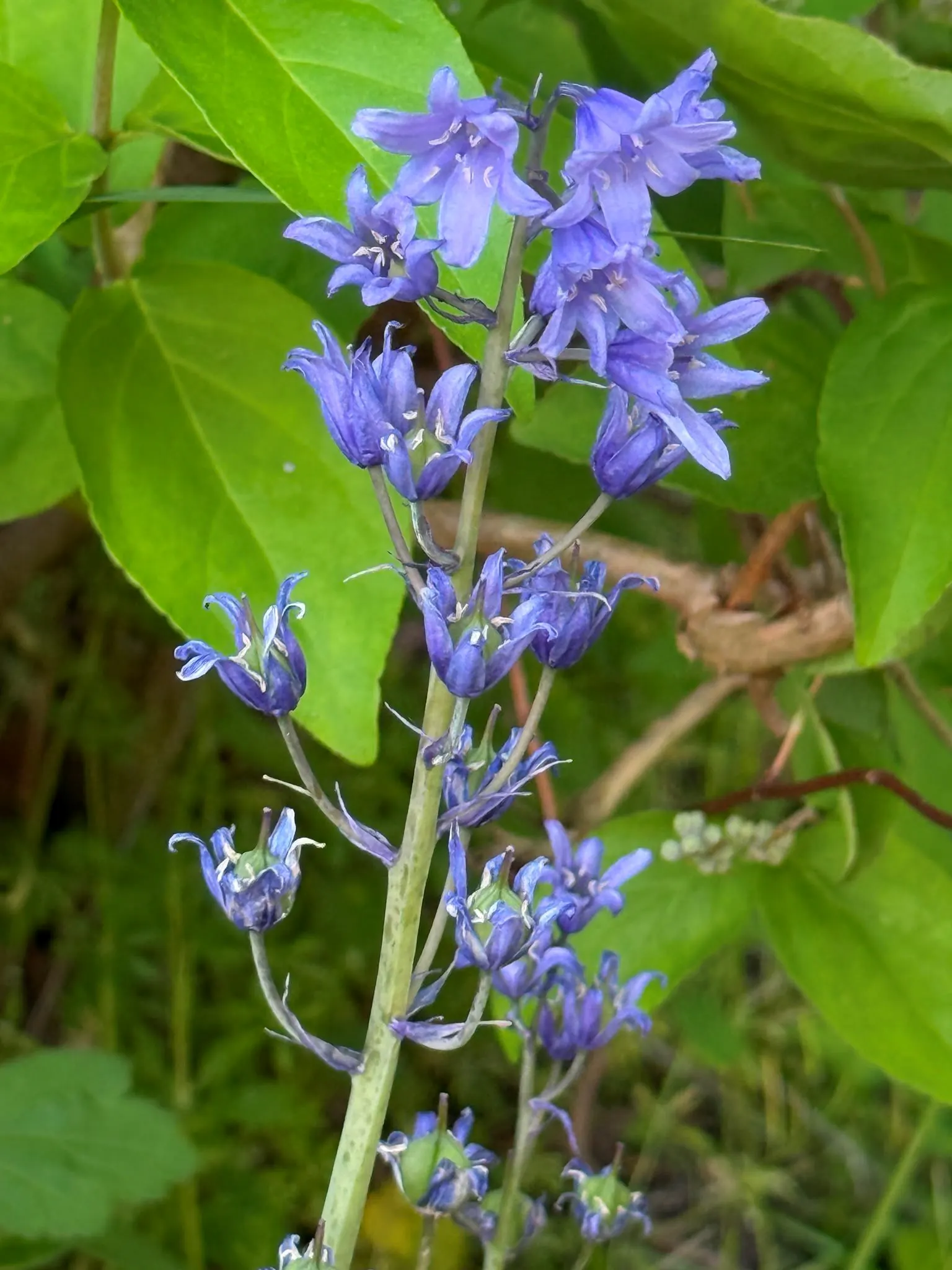 voilet-blue bell 
