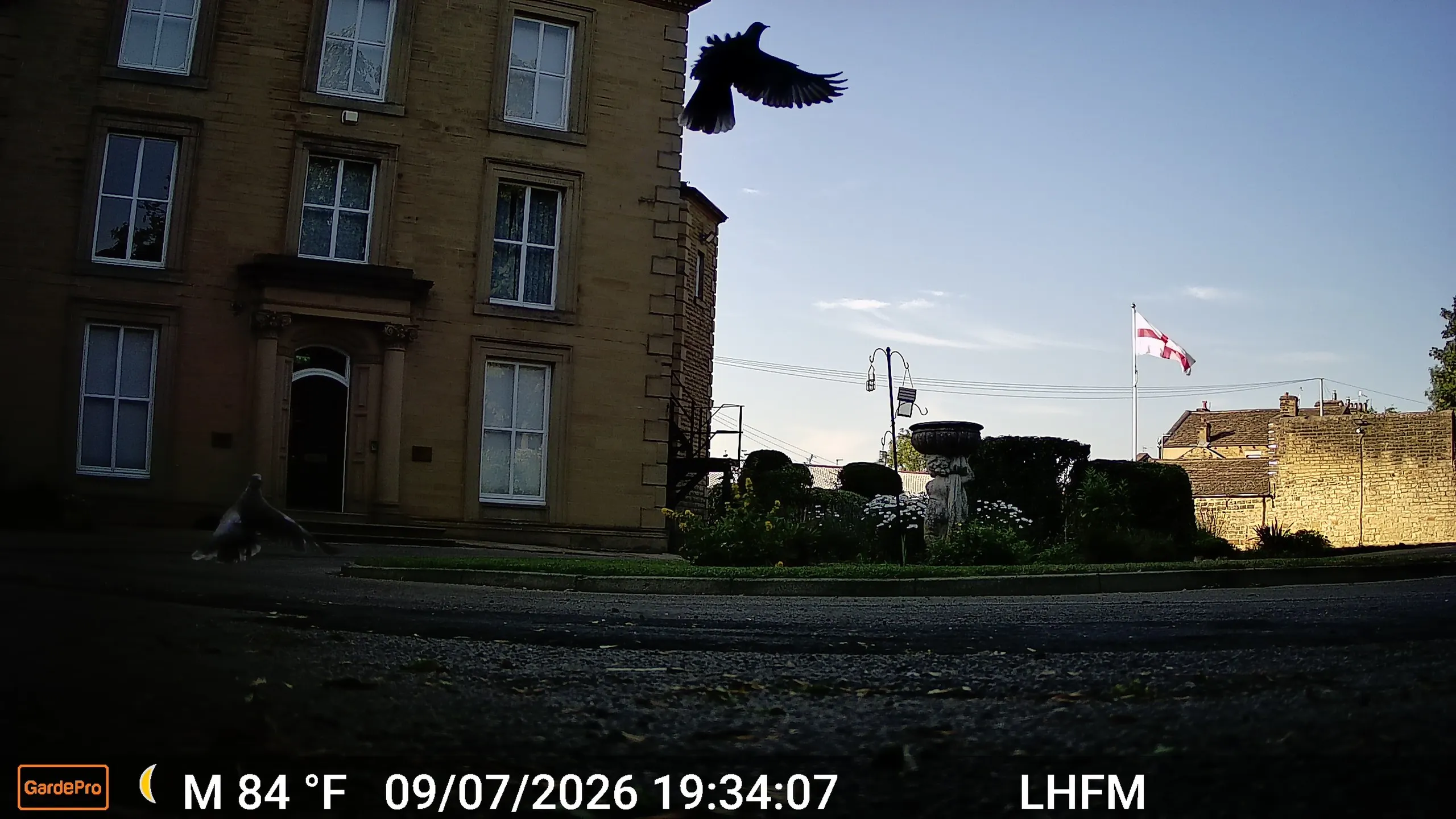 pigeons flying in the evening sun at leigh house
