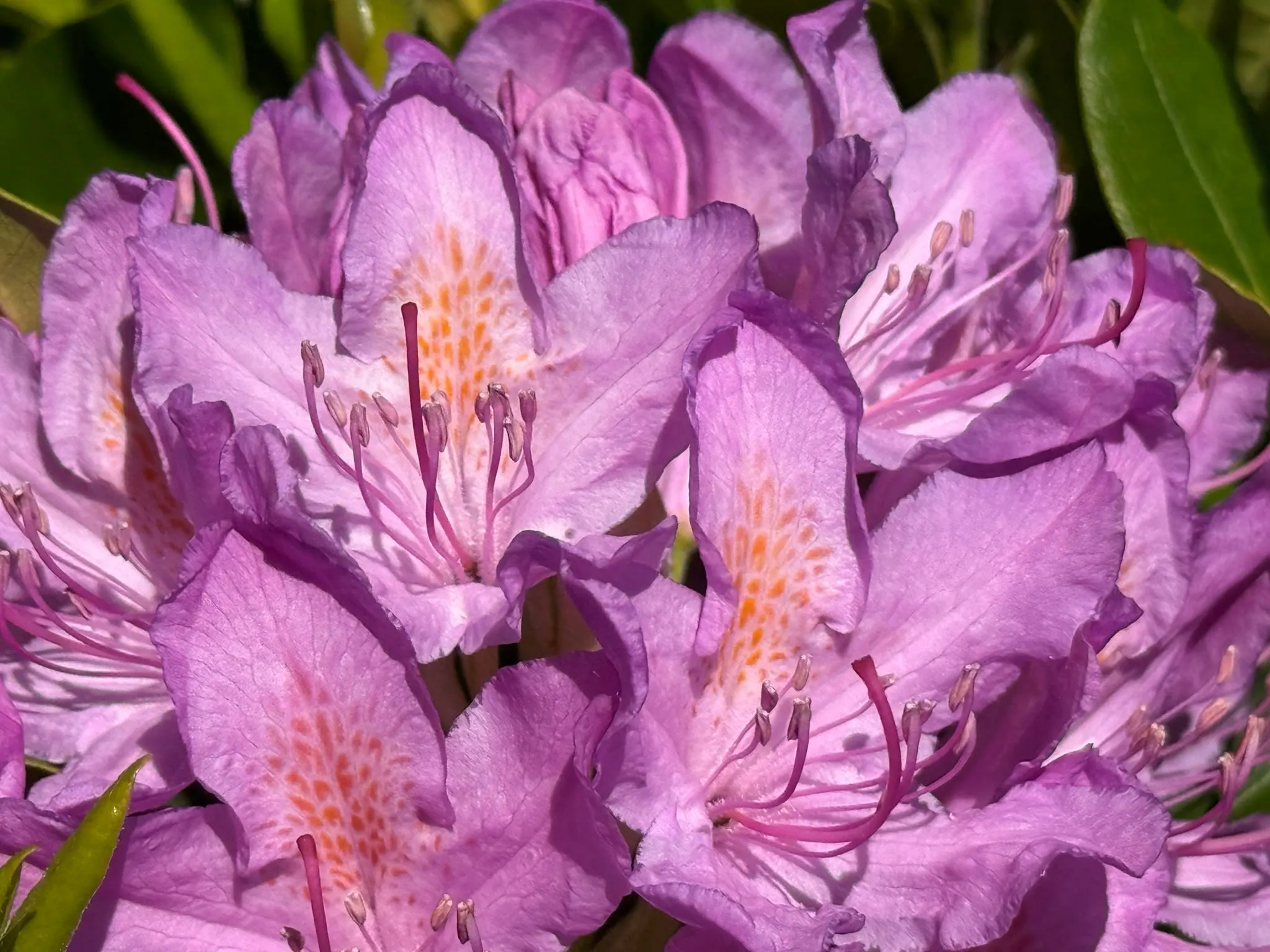 purple flowers