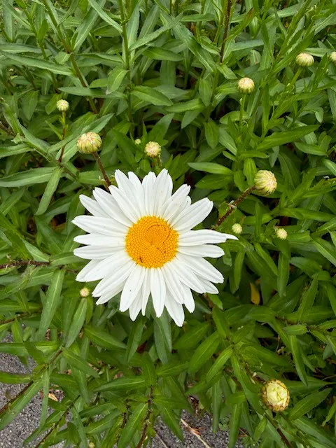 classic white petals, yellow centre
