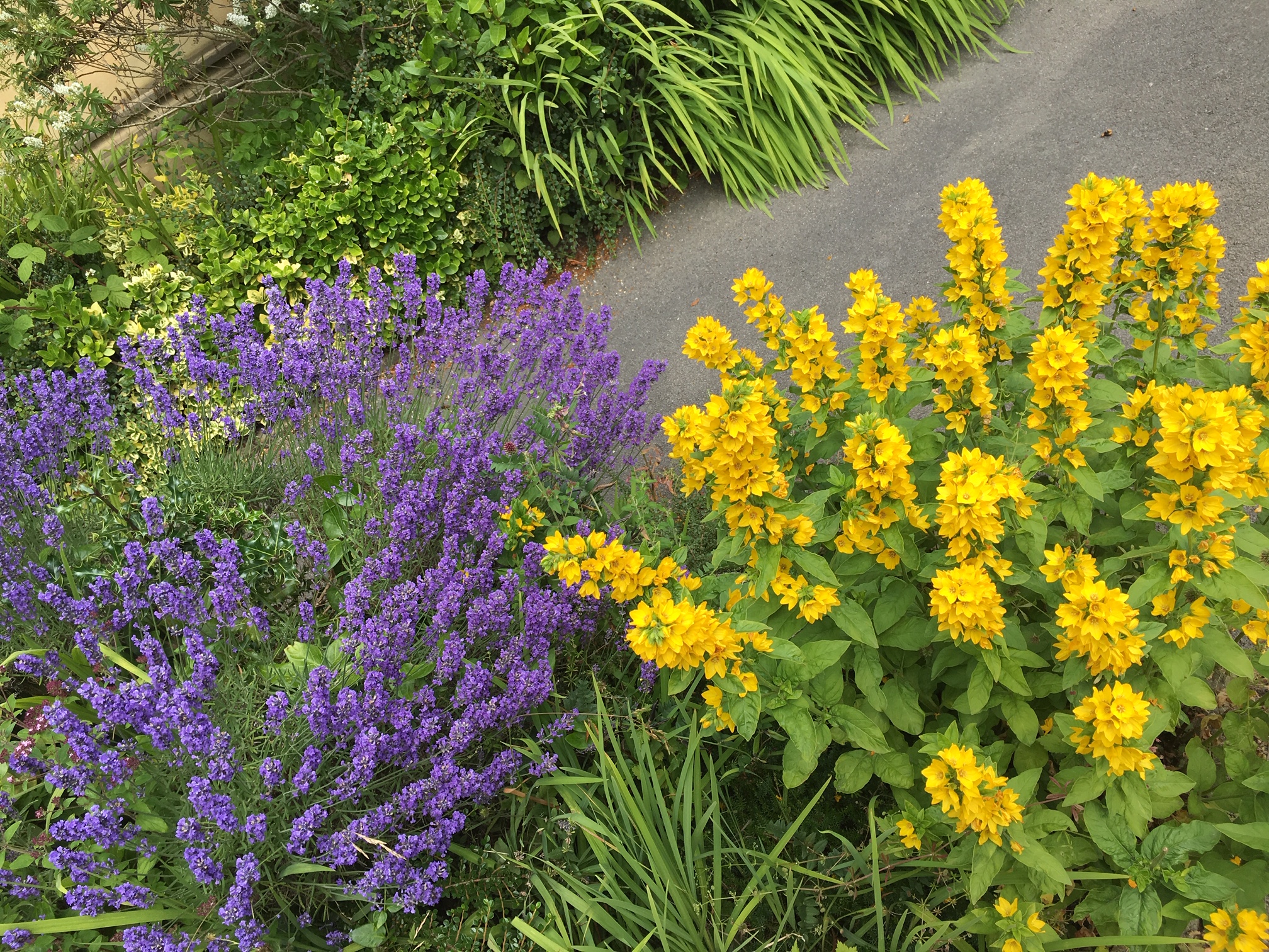 colourful yellow and purple flowers at leigh house