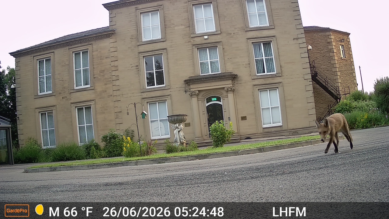fox strolling through grounds at leigh house