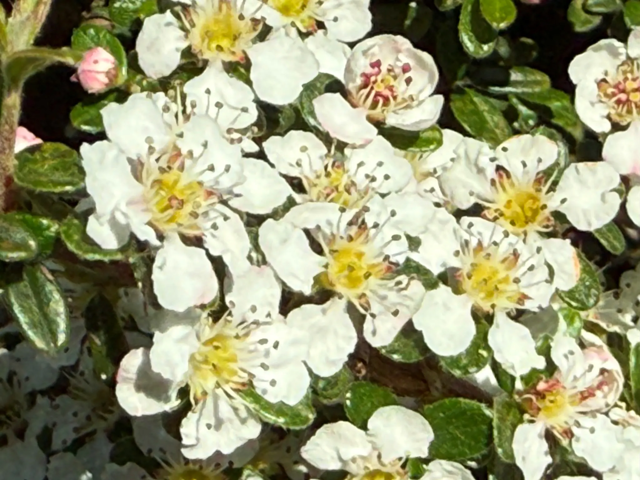small white flowers with yellow centre