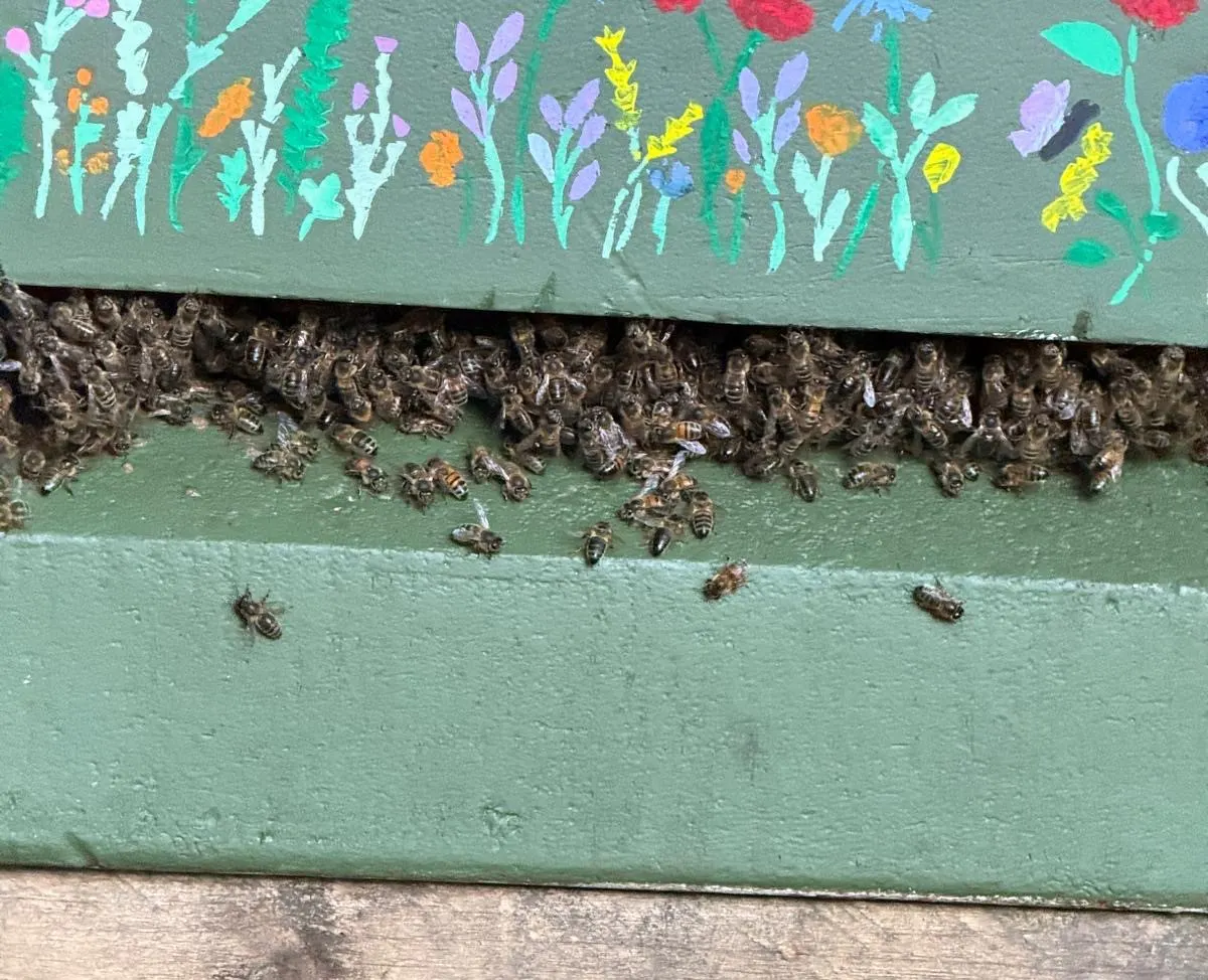 Individual bees fanning near the entrance, helping to move air through the colony