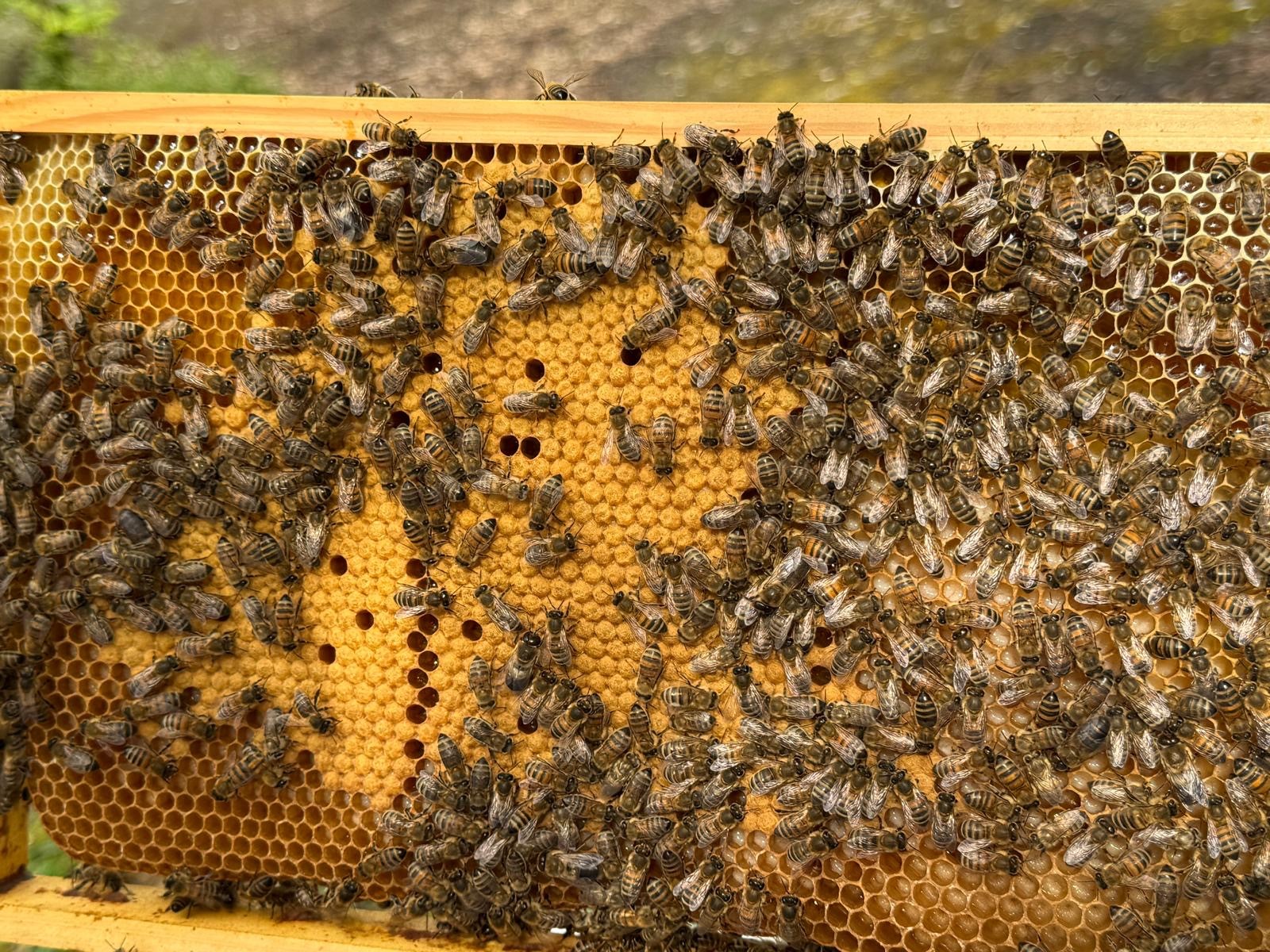beehive at Leigh House Leeds