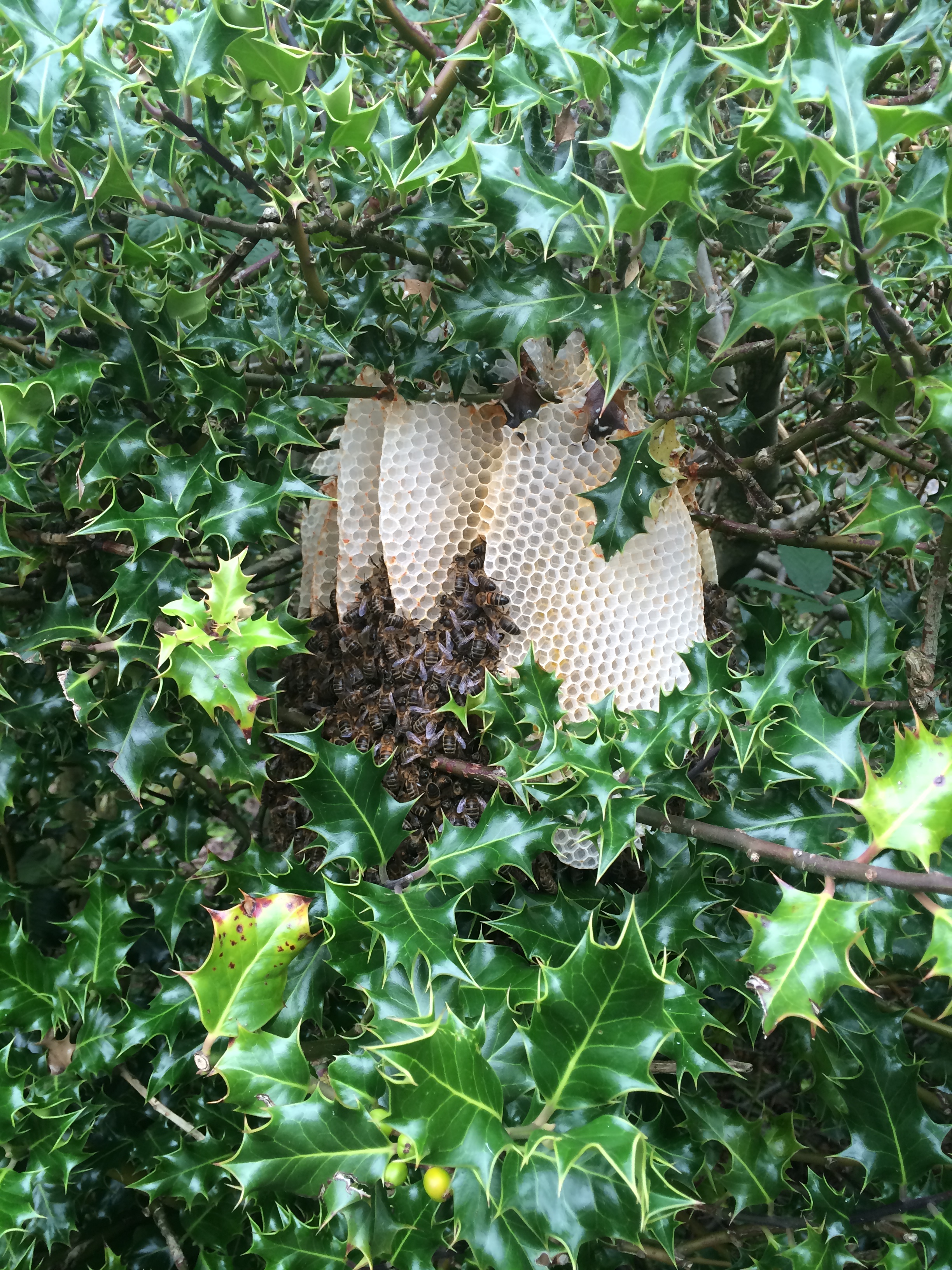 a wild beehive found in bushes at Leigh House