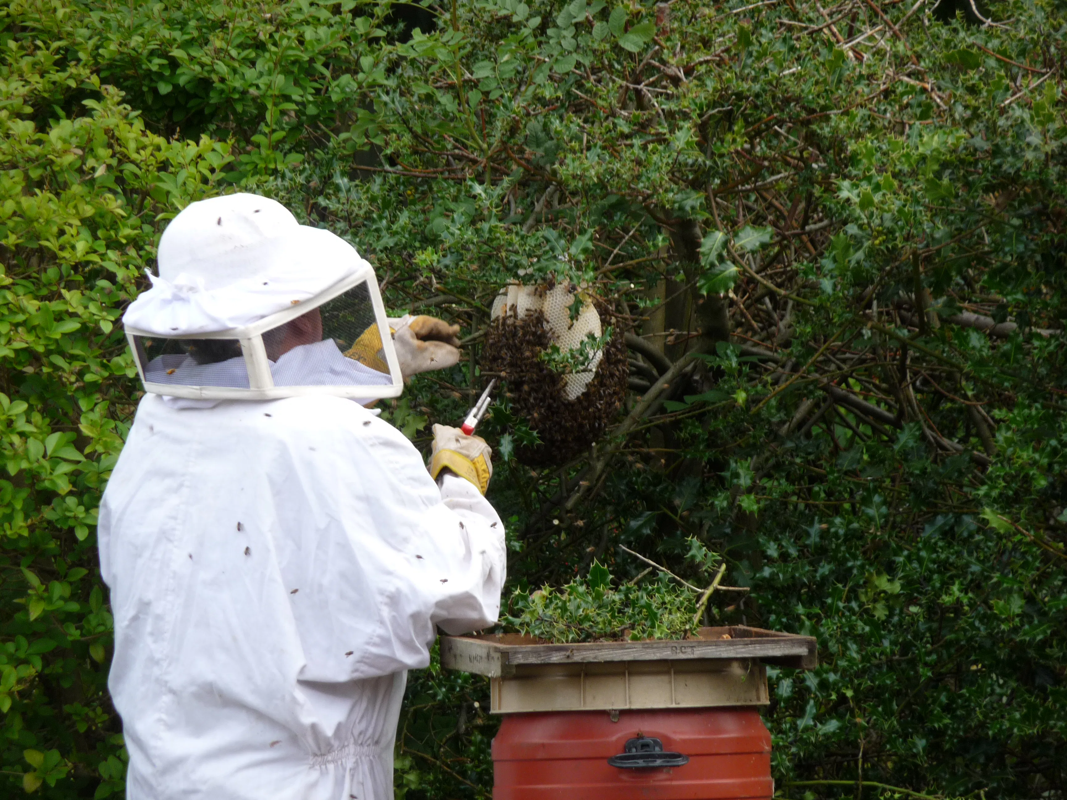 man in protective suit and headgear removing wild beehive from bush