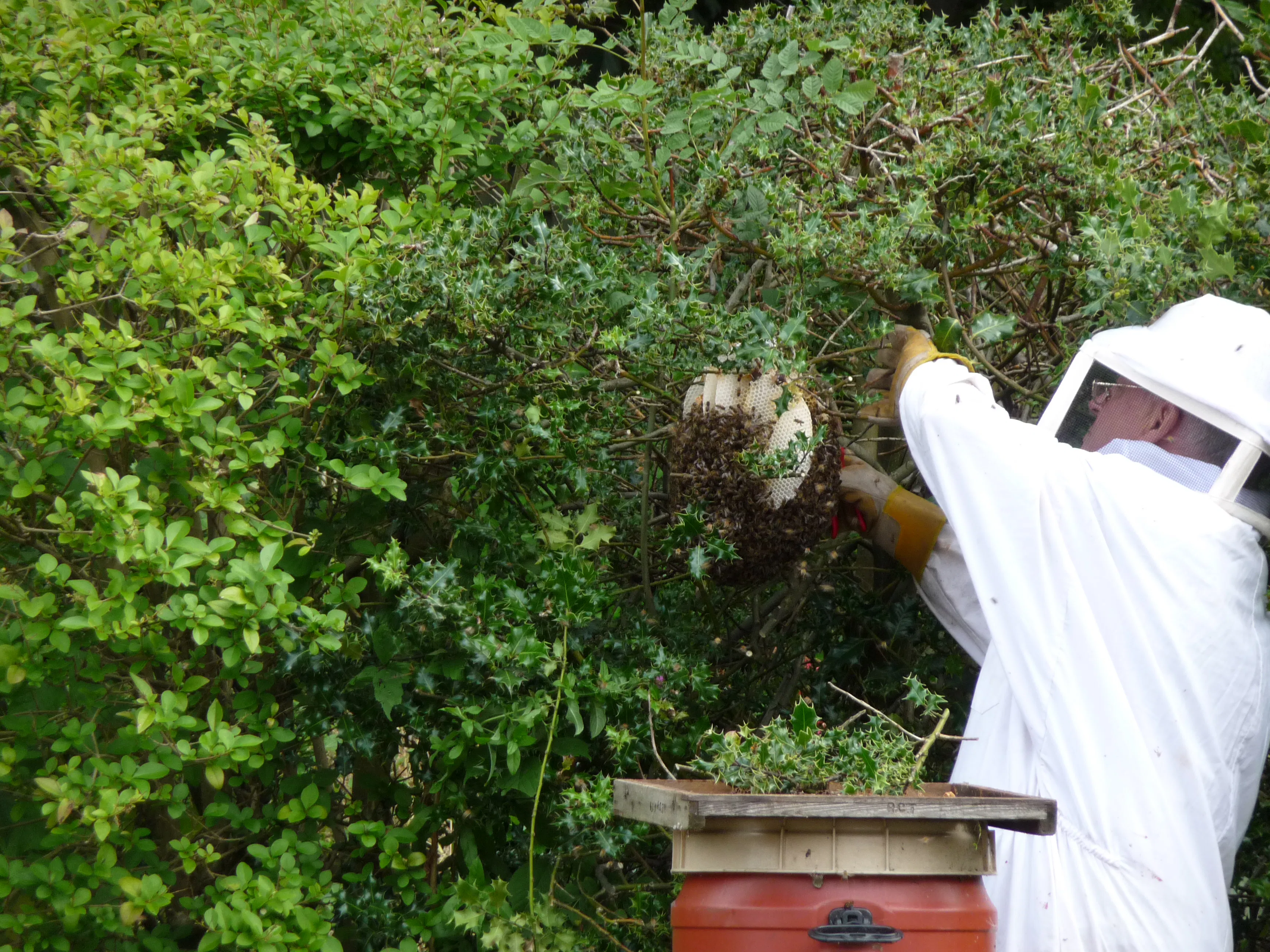man in white protective suit removes beehive from shrubbery