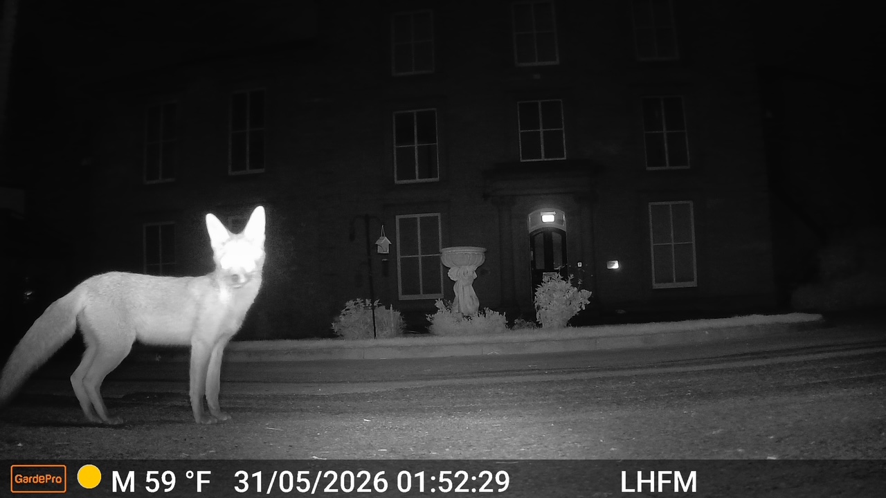 foxes at leigh house pudsey at nighttime