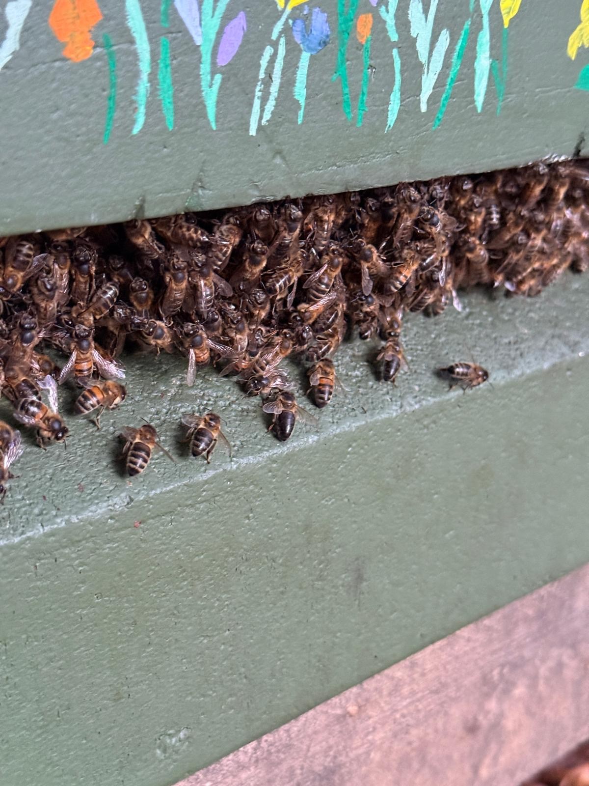 Bees Bearding at Leigh House