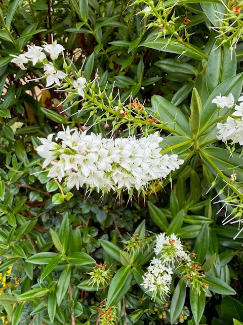 small tubular white flowers