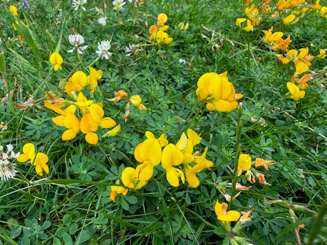 Yellow Flowers for the Bees and Butterflies
