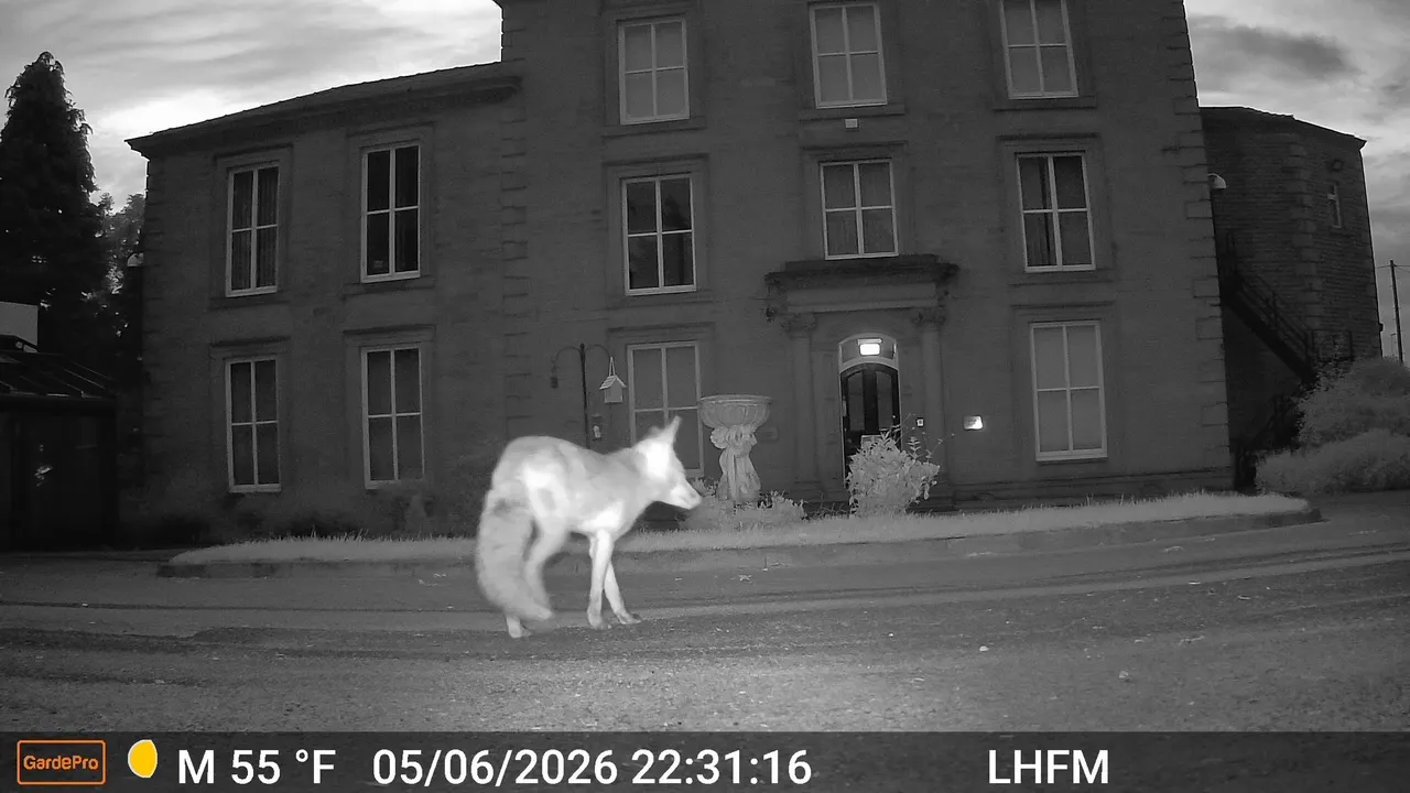 Fox at Leigh House on the look out