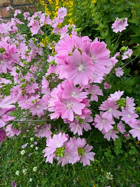 pale pink saucer shaped flowers