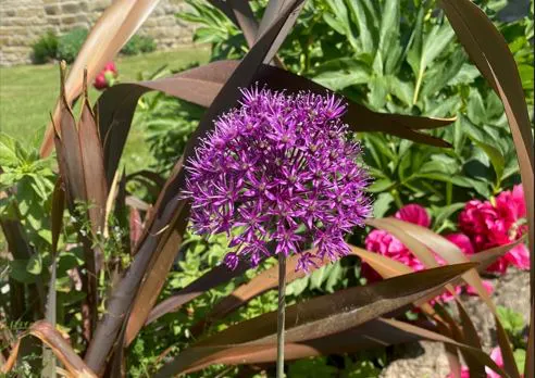 purple sensation "firework" globe