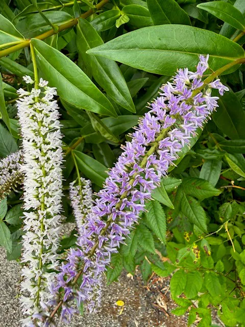 white and lilac bottlebrush spikes side by side