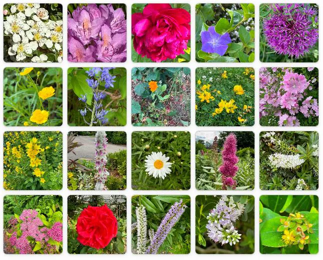colourful flowers in bloom
