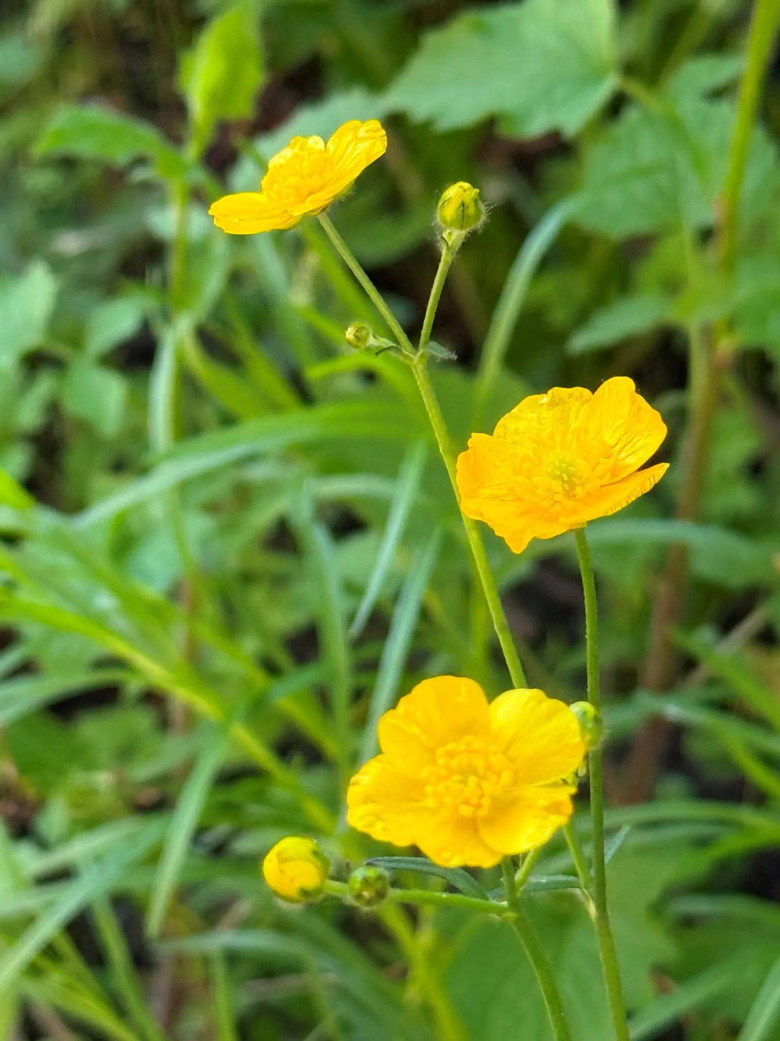 bright yellow fully double blooms