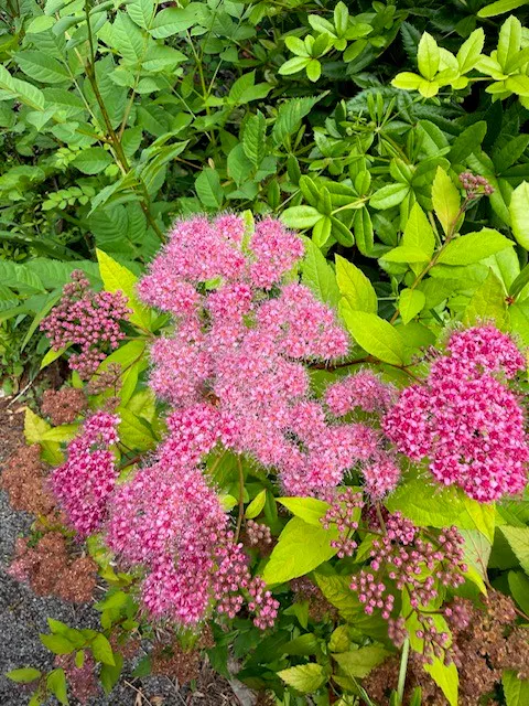 flat pink clusters on a mounded shrub