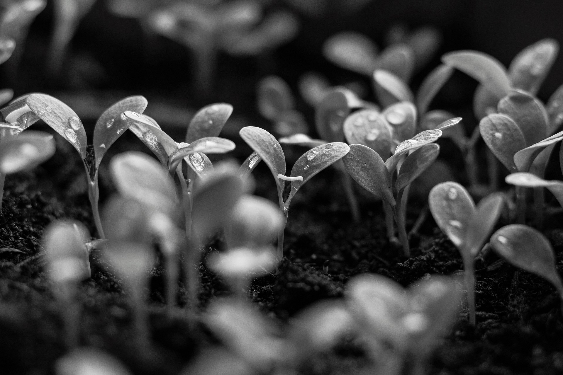 LWC: Mandatory sustainability reporting