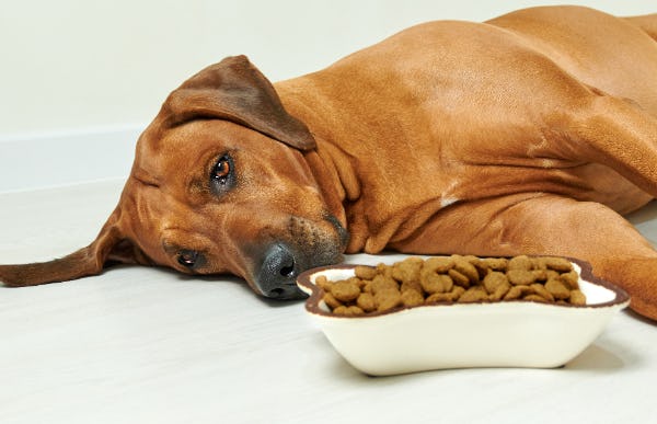 専門家監修 犬がドッグフードを食べないのは自然な行動 犬の食べムラ の原因と対策 専門家監修 犬がドッグフードを食べないのは自然な行動 犬の食べムラ の原因と対策