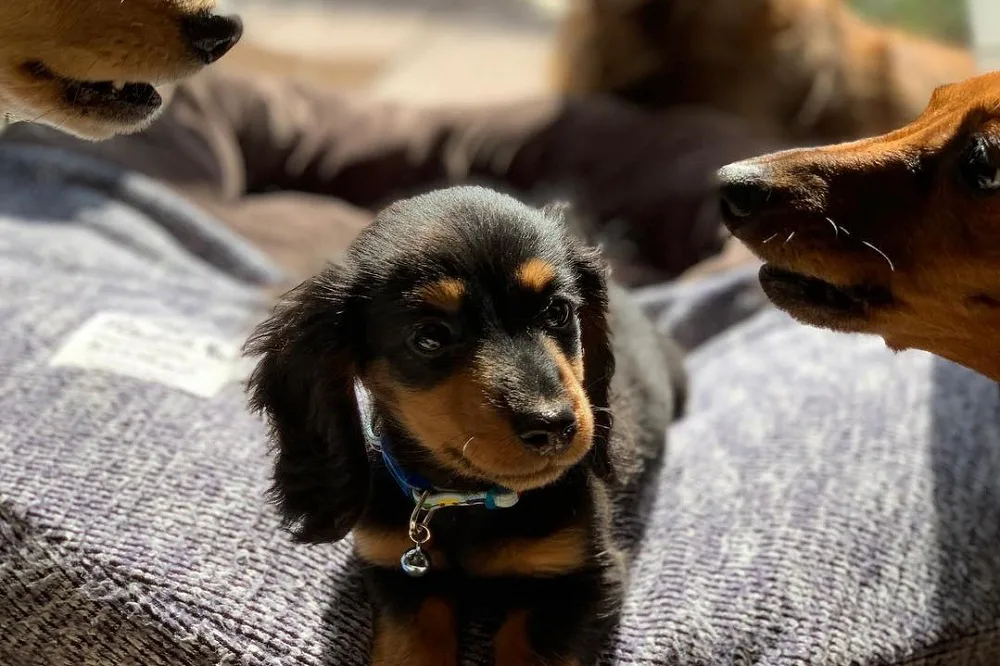 子犬へのドッグフードのふやかし方 カリカリはいつから