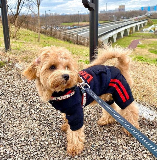 犬は寒さに強い 油断禁物な愛犬の寒さ対策