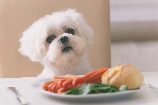 犬の夏バテ予防 いつもの食事にひと工夫 トッピングレシピ