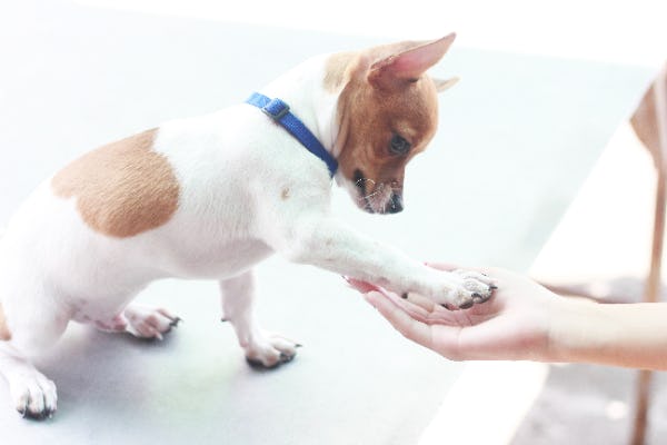 愛犬もテレビを楽しんでいる 犬のテレビの見え方について