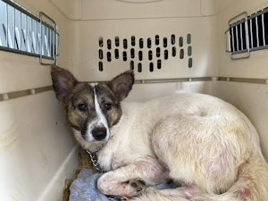 京都の個人ボランティア崩壊現場から生きて保護された犬。自宅からは犬猫の死骸が数十頭以上見つかった。