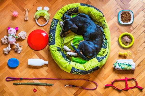 季節の変わり目は要注意 犬の体調の変化を読み取ろう 季節の変わり目は要注意 犬の体調の変化を読み取ろう
