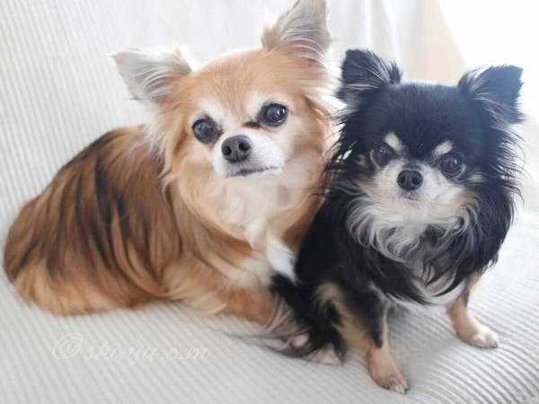 専門家監修 プルプルが止まらない チワワの震えとその理由