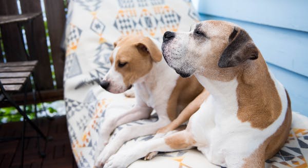 専門家監修 老犬に適切な食事量や頻度はどれぐらい