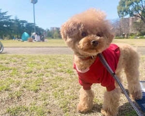 赤コーディネートがお似合い、らむちゃん(@ram_cham0710)