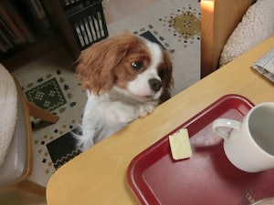 チーズを狙うワンコ(*イメージ図)
