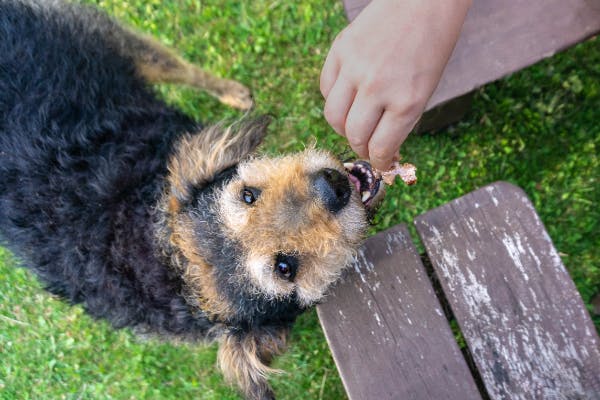 専門家監修 老犬に適切な食事量や頻度はどれぐらい