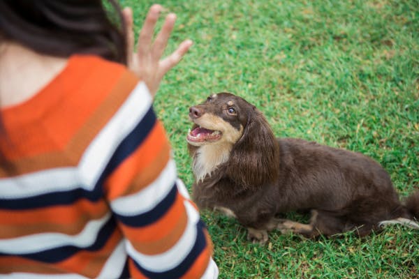 専門家監修 犬のしつけの基本