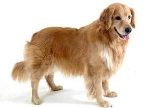犬図鑑】 ゴールデン・レトリーバー