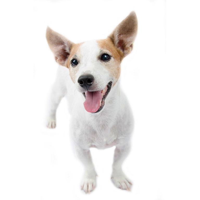 犬図鑑】 ジャック・ラッセル・テリア 犬図鑑】 ジャック・ラッセル・テリア