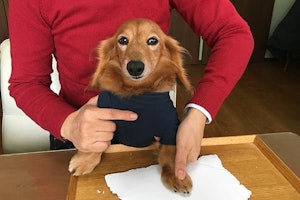 100均アイテムで簡単 犬diy 足形オーナメントのつくり方 100均アイテムで簡単 犬diy 足形オーナメントのつくり方