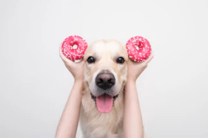 専門家監修 ご飯は食べない おやつは食べる 理由と対策 専門家監修 ご飯は食べない おやつは食べる 理由と対策