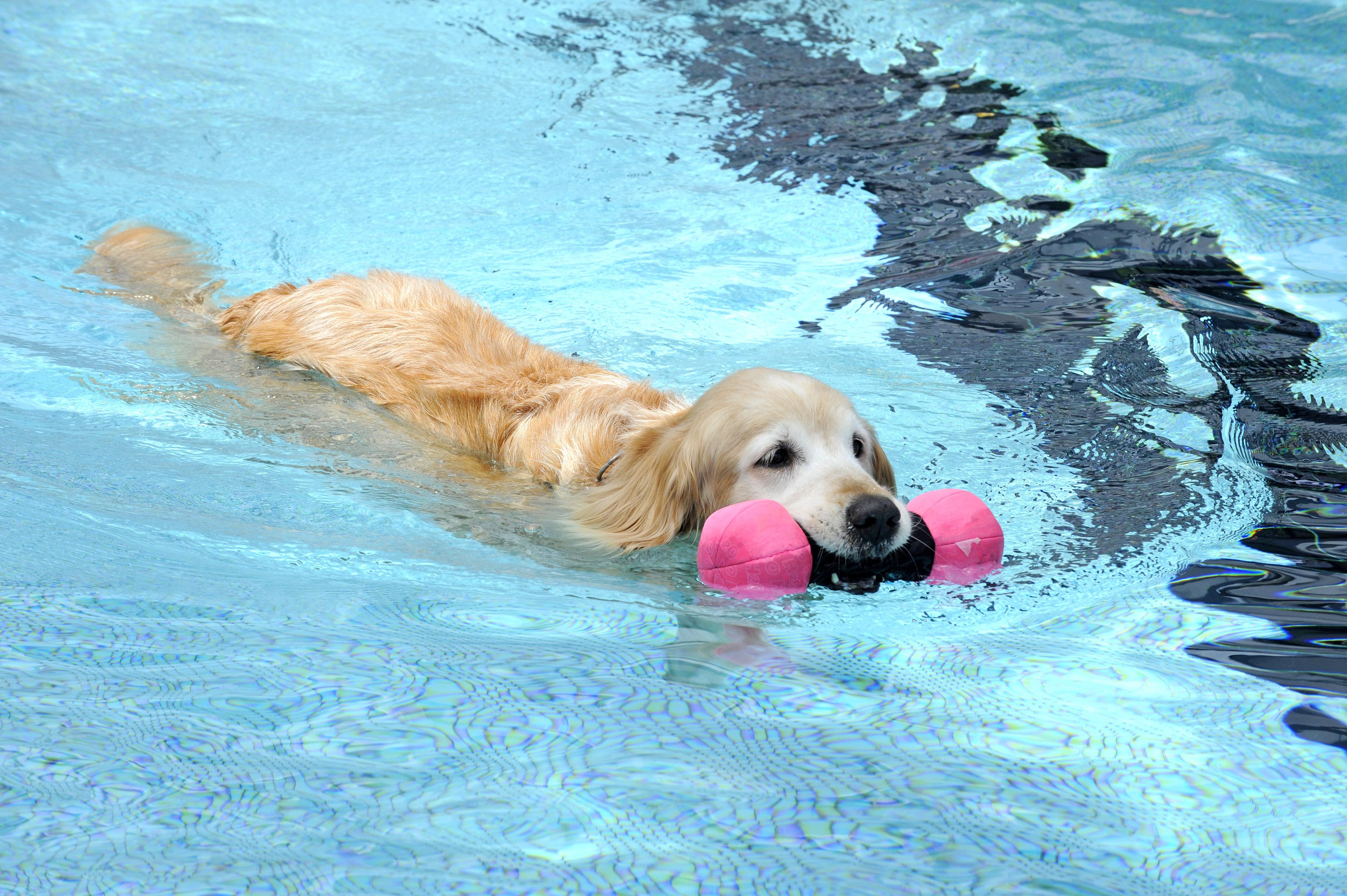 📸:「ドッグリゾート Woof(ワフ)」の ドッグプールで泳ぐワンコ