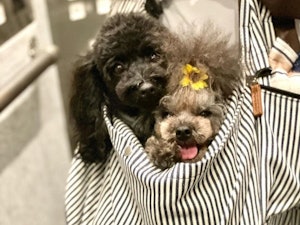 📸:スリングに入ってお出かけのアンちゃん、コニくん(@erimocious0408)