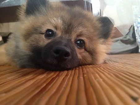 犬は好きな人を見ると左眉があがる 知られざるワンコたちの心理
