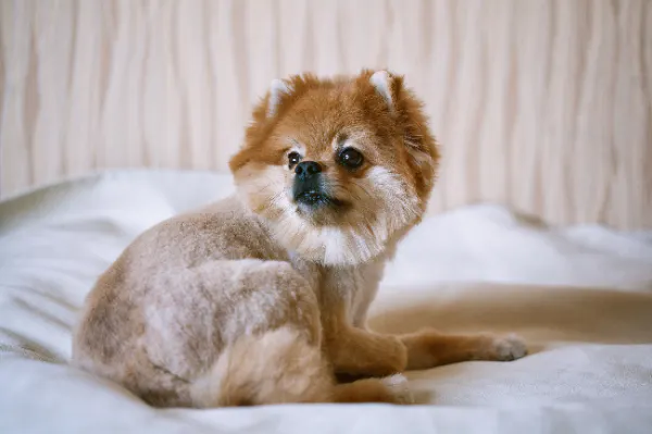 デリケートな犬の皮膚と被毛 サマーカットの注意点